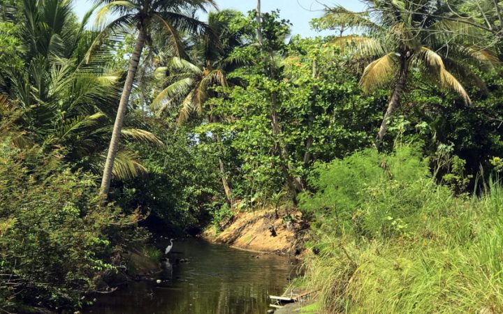 Nature
